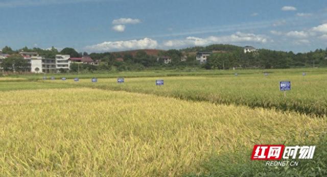 祁阳县农业农村局最新动态报道